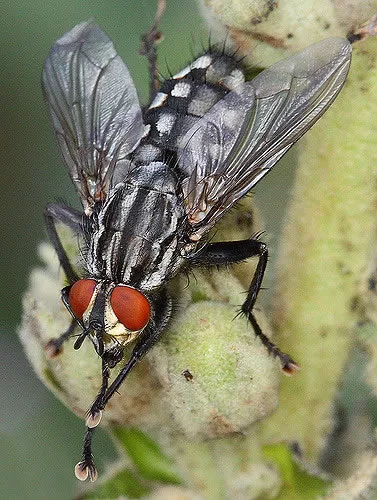 Mosca de la Carne